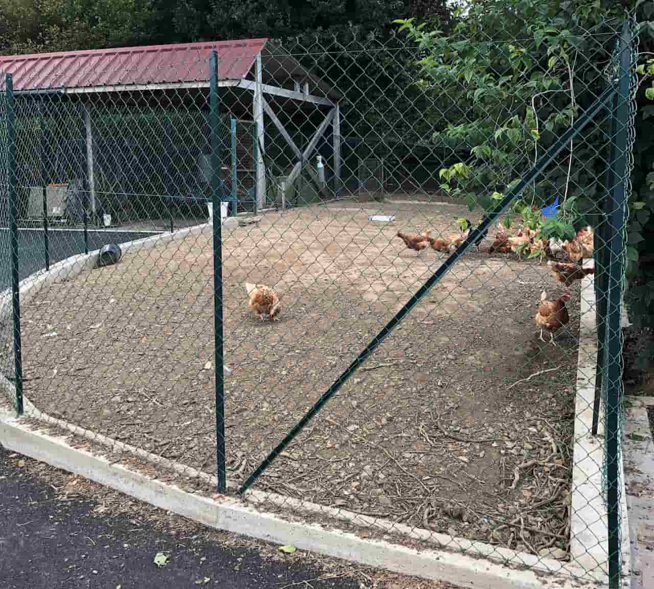 enclos grillagé pour poules